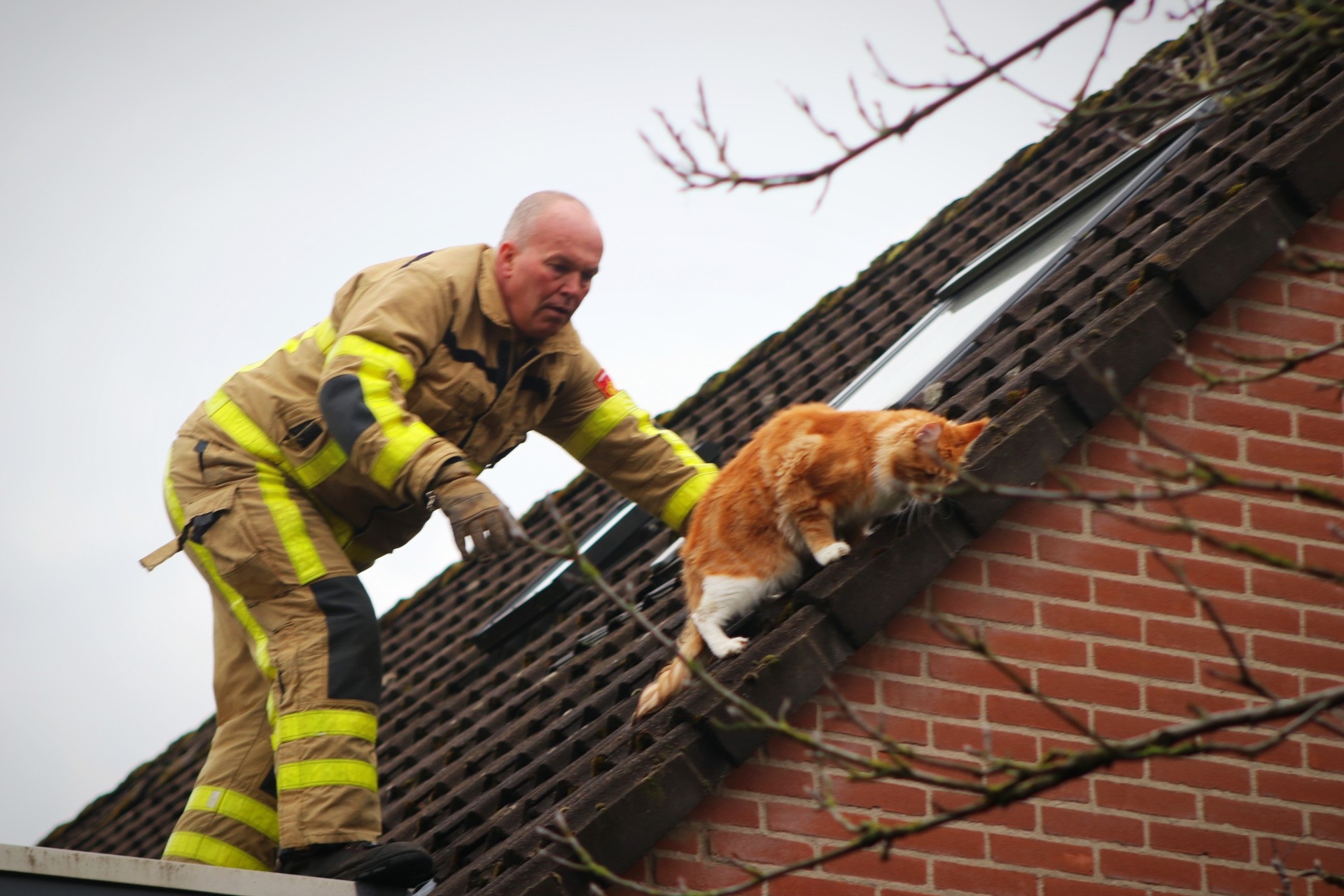 Kat in paniek houdt buurt wakker