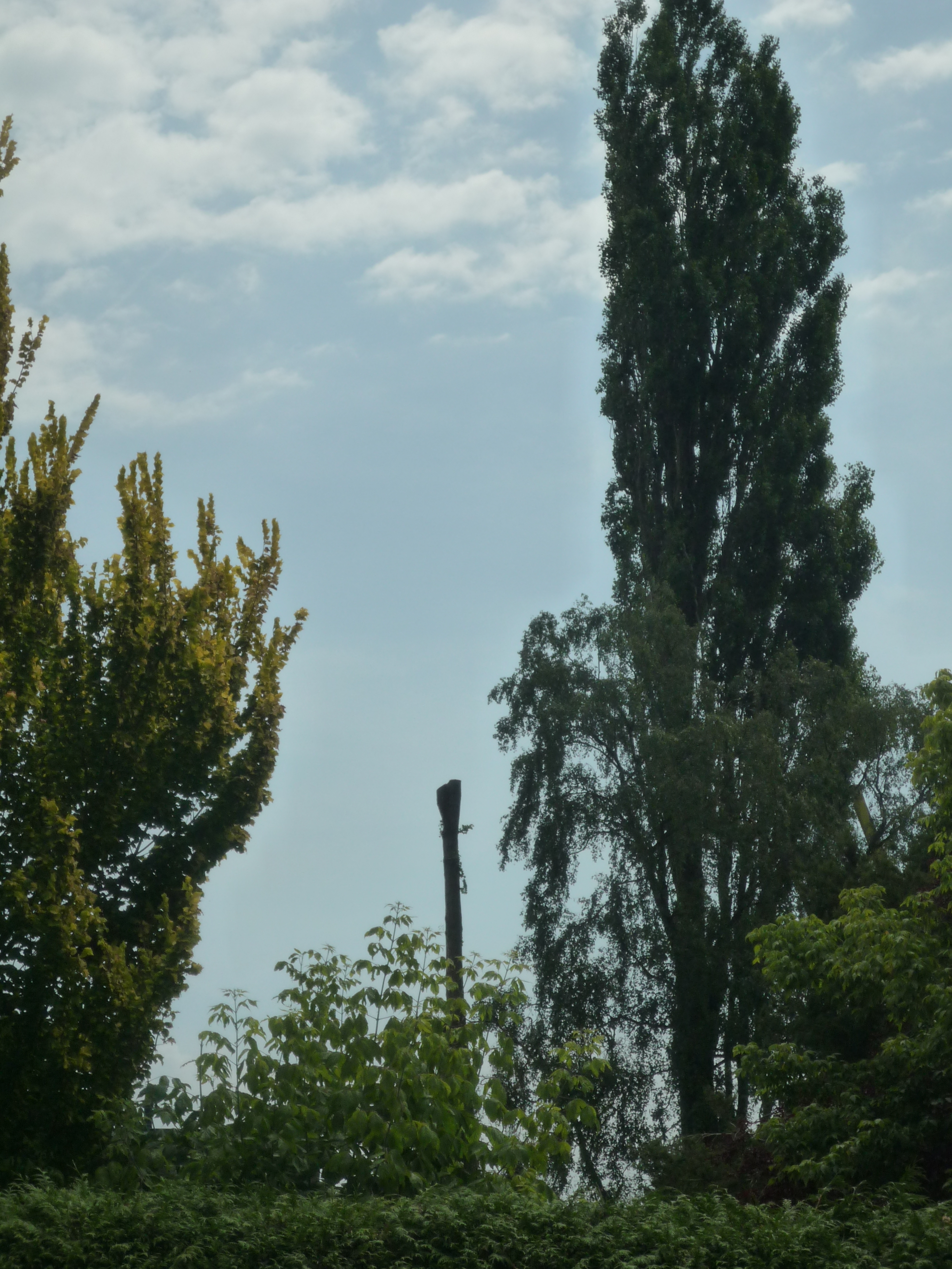 Dertig meter hoge bomen geveld