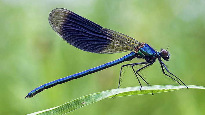Zorg om het insect
