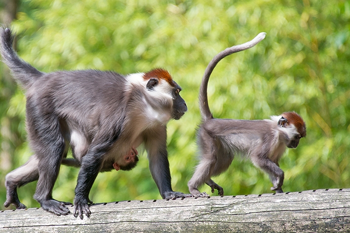 Zeldzame roodkruinmangabey geboren