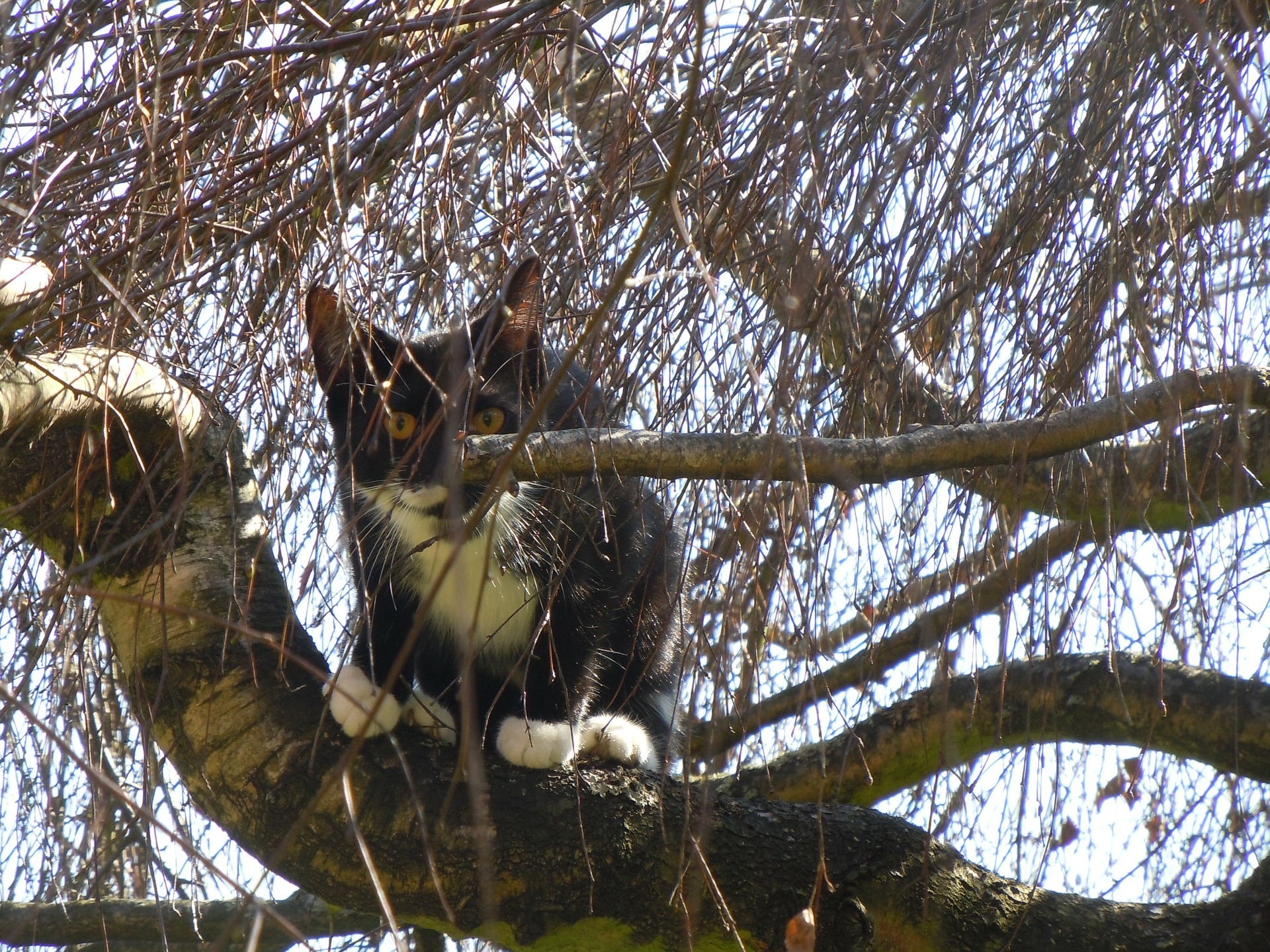 Kat in boom; brandweer schiet te hulp