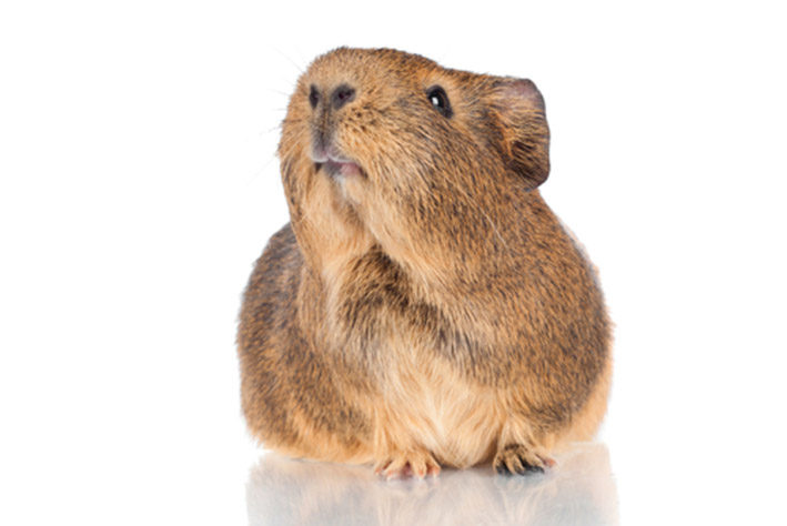 De allermooiste kleine dieren