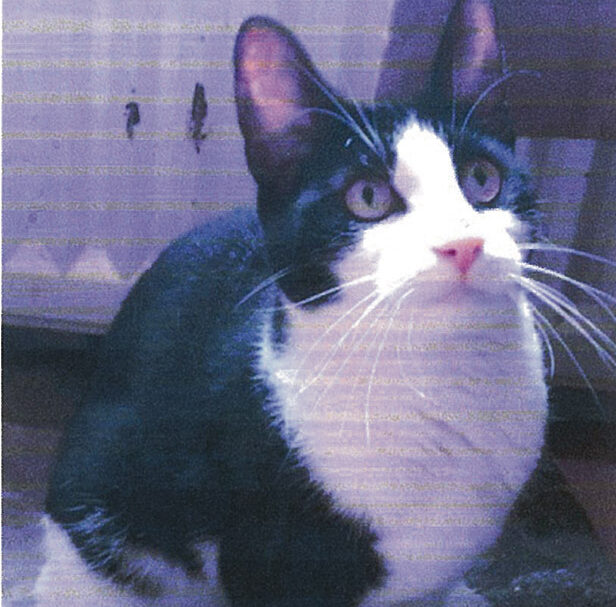 Lola de binnenkat vermist
