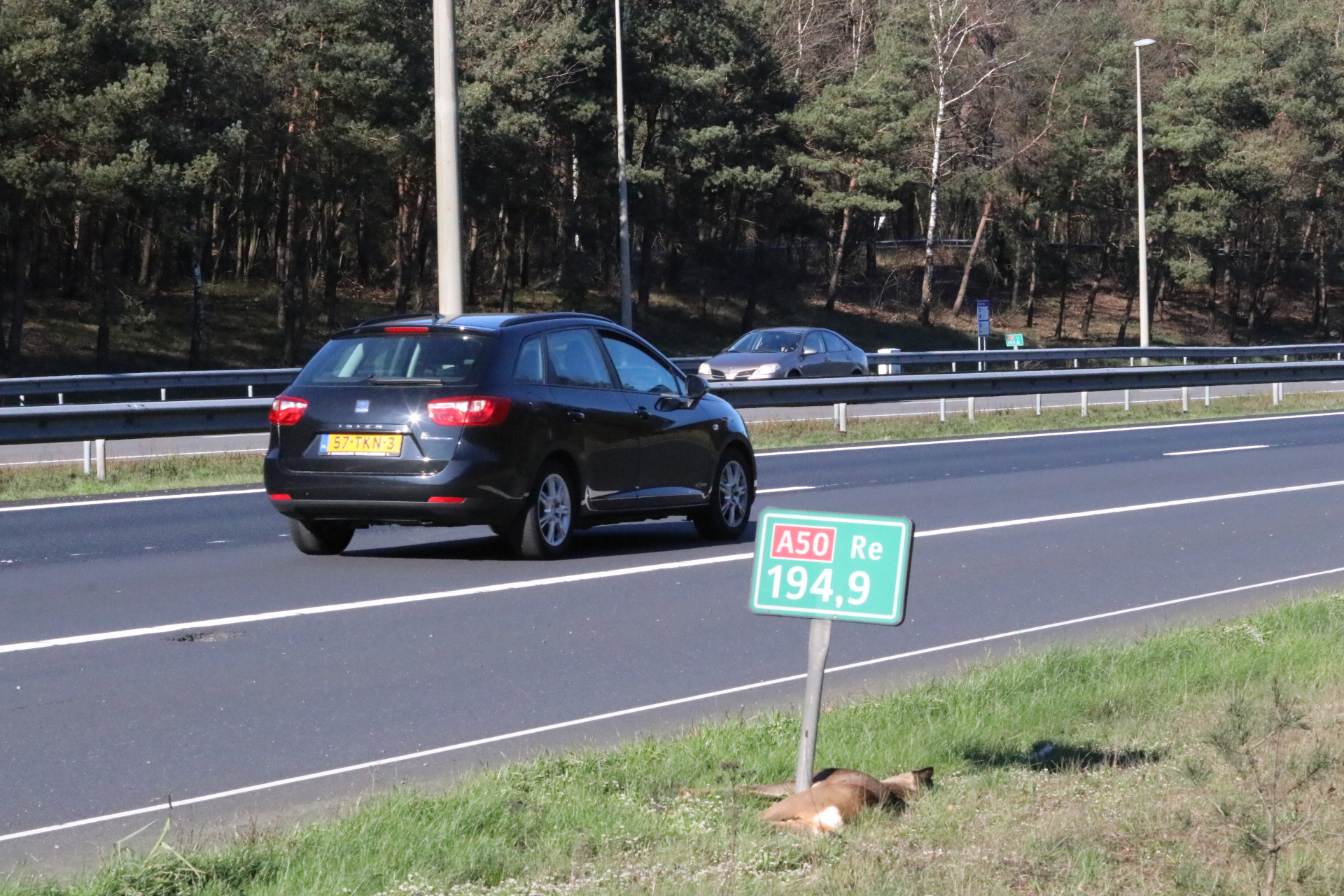 Hert overleeft aanrijding op A50 niet