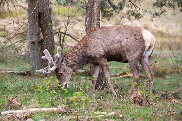 De invloed van (rood)wild op bosverjonging
