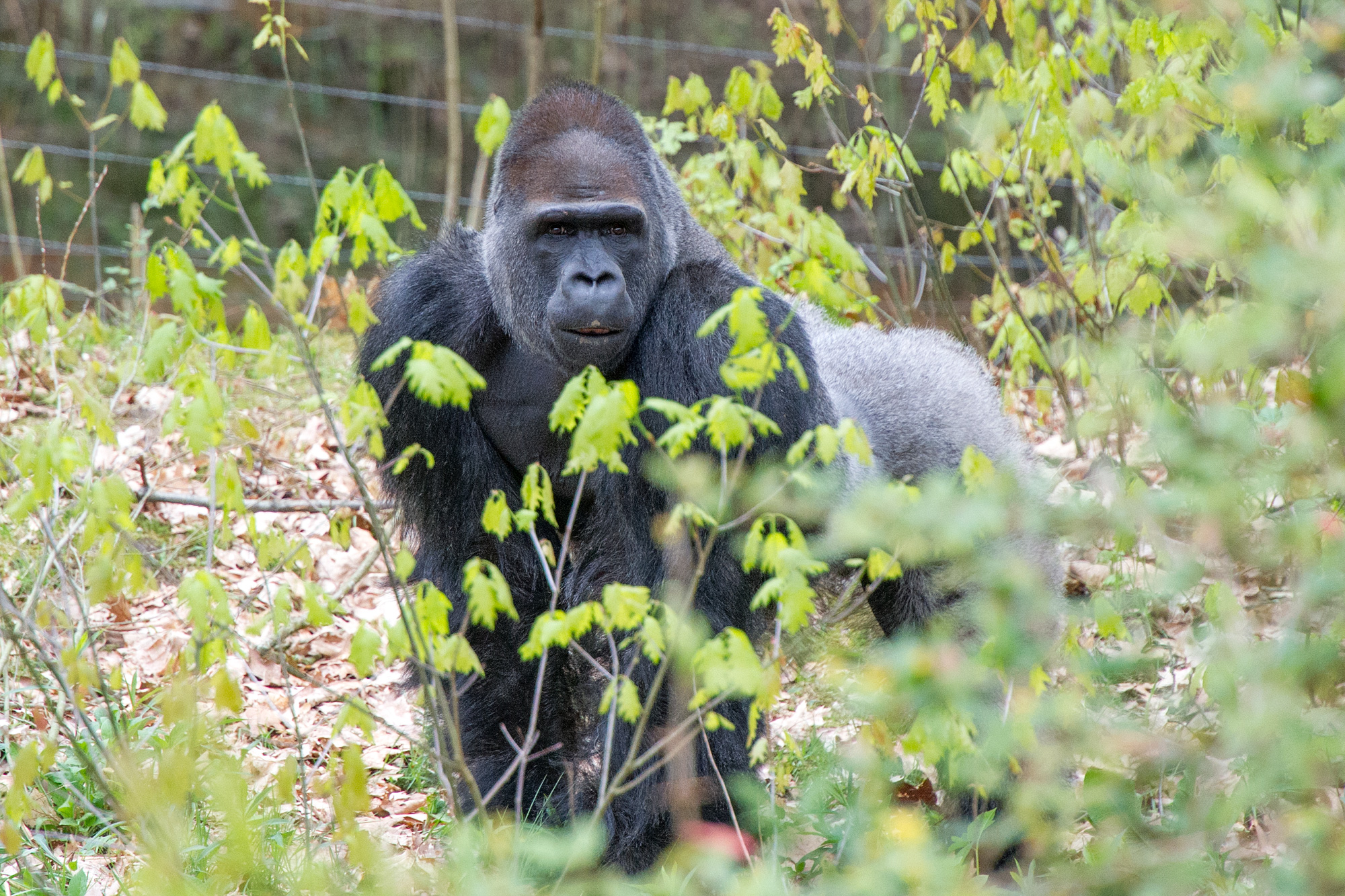 Vier de verjaardag van gorillaleider Bao Bao mee