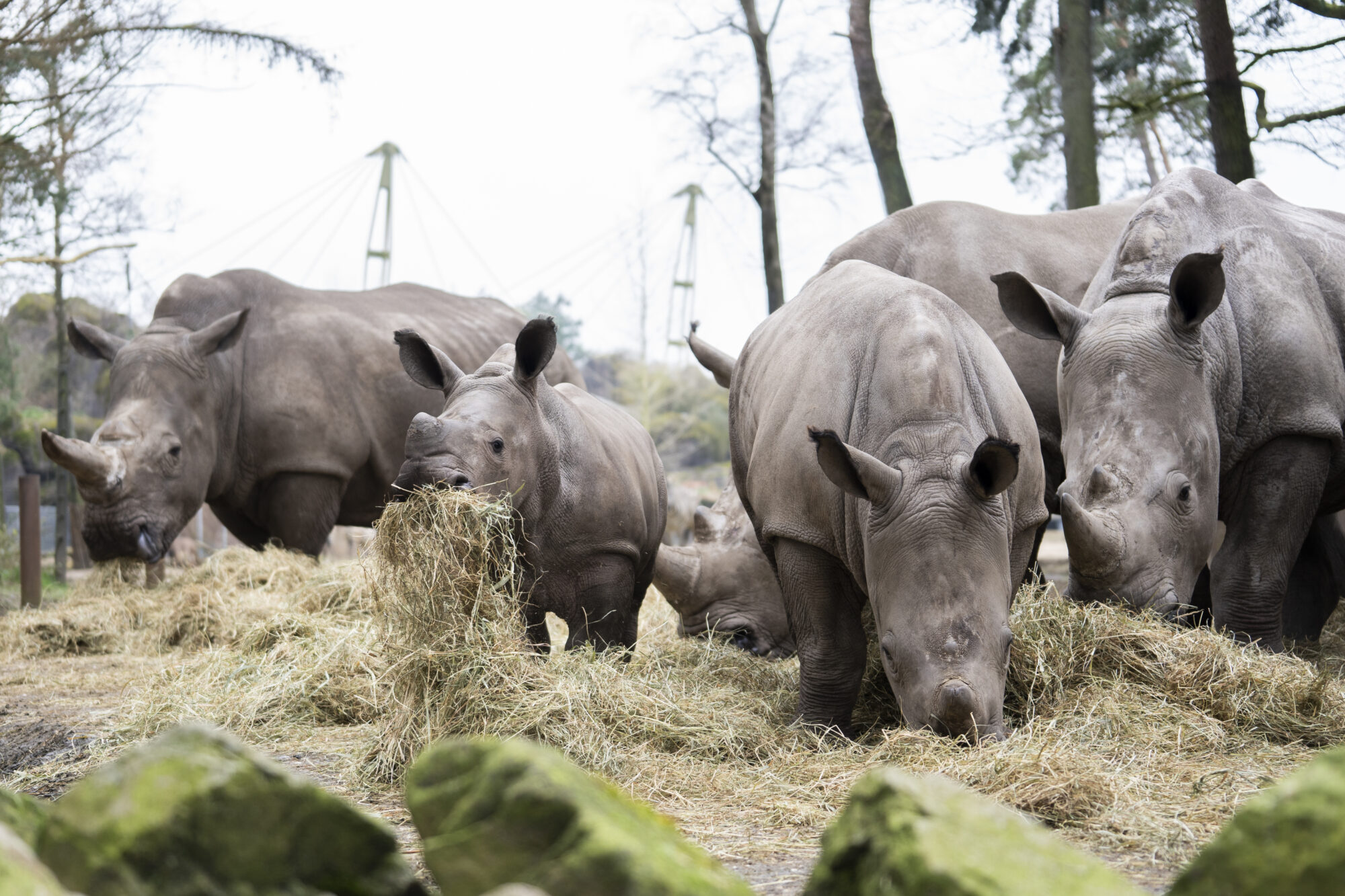Burger’s Zoo brengt dieren met pasen thuis
