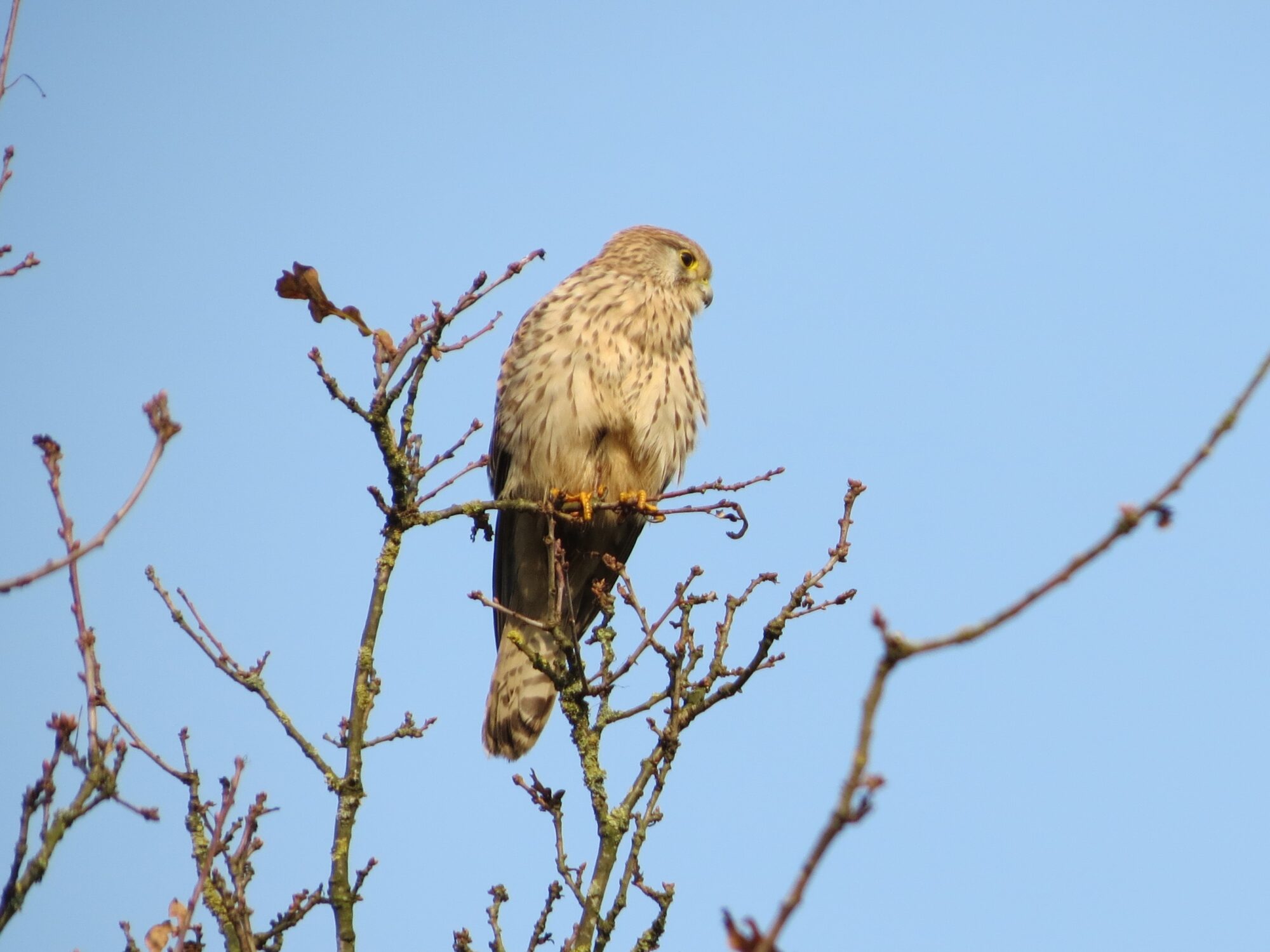Geld voor stadsnatuur en natuurvrijwilligers