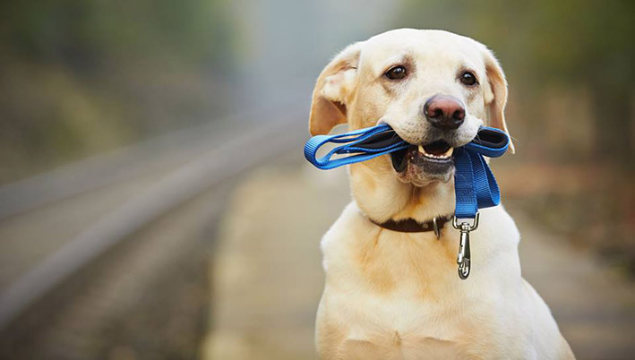 Praatje, belletje, hond