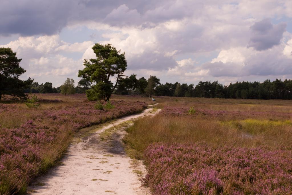 Vacatures Alzheimer Nederland Oost Veluwe (Apeldoorn, Brummen, Epe, Hattem, Heerde en Voorst)