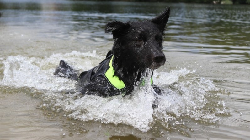 Met de hond het water in bij het Openluchtbad Boschbad
