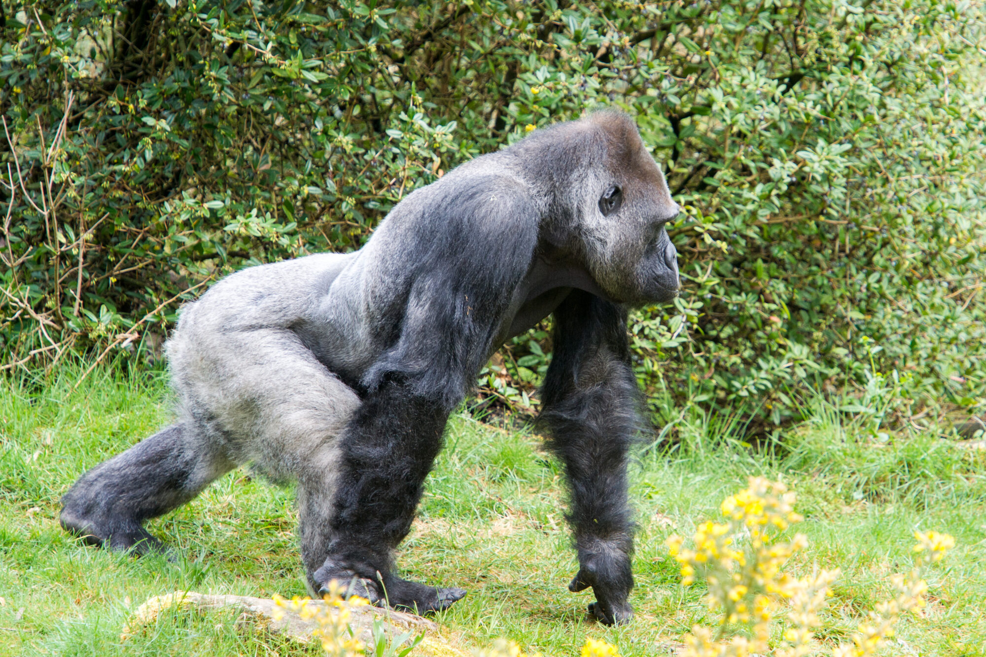 Gorillababy op komst in Apenheul