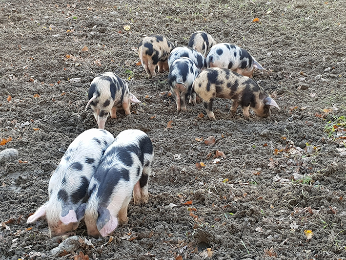 Vogelaars naar de biggetjes
