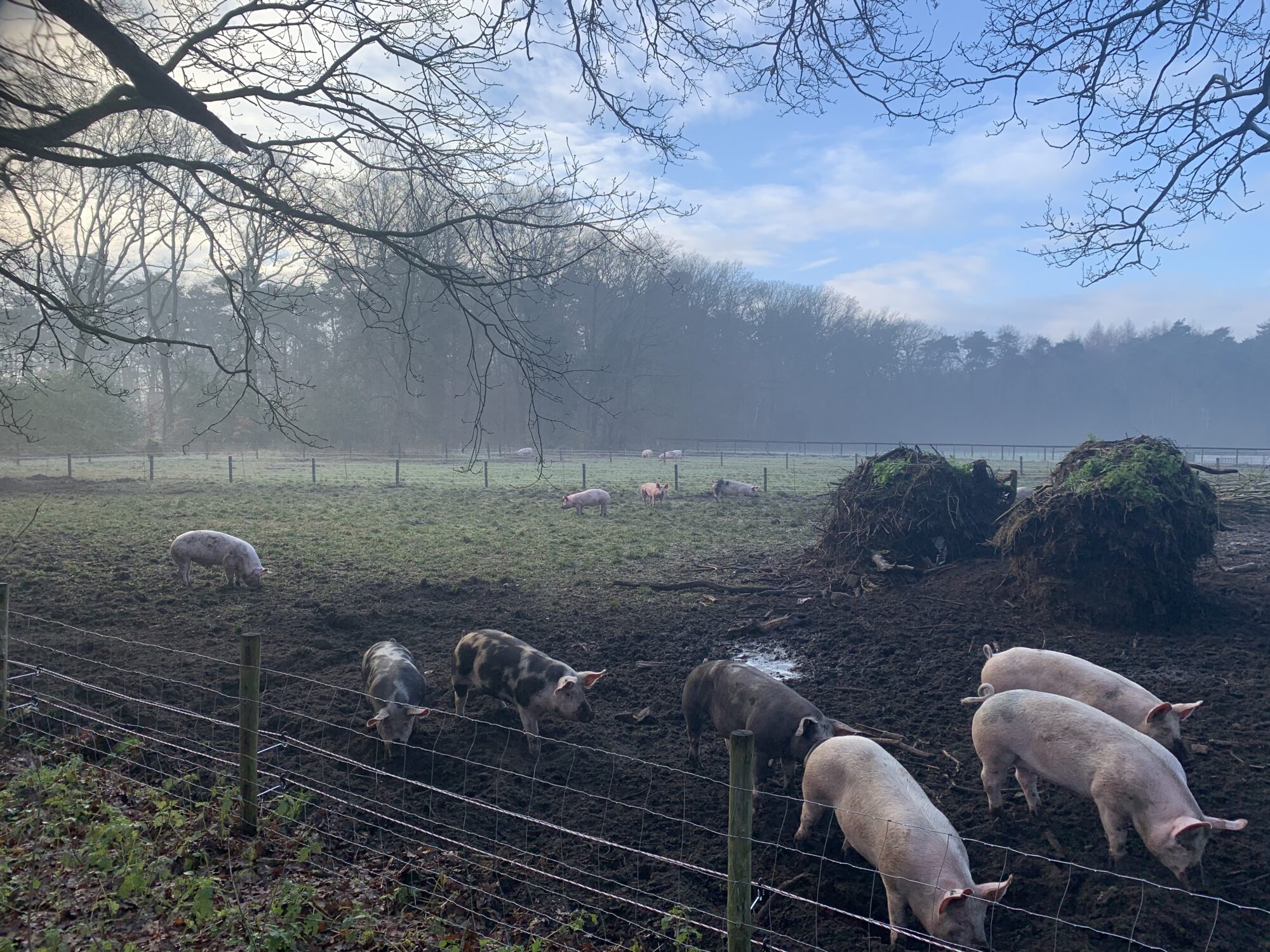 Dagbesteding ouderen tussen de varkens in Lettele