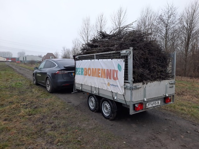Plant een gratis conférence perenboom tegen klimaatverandering