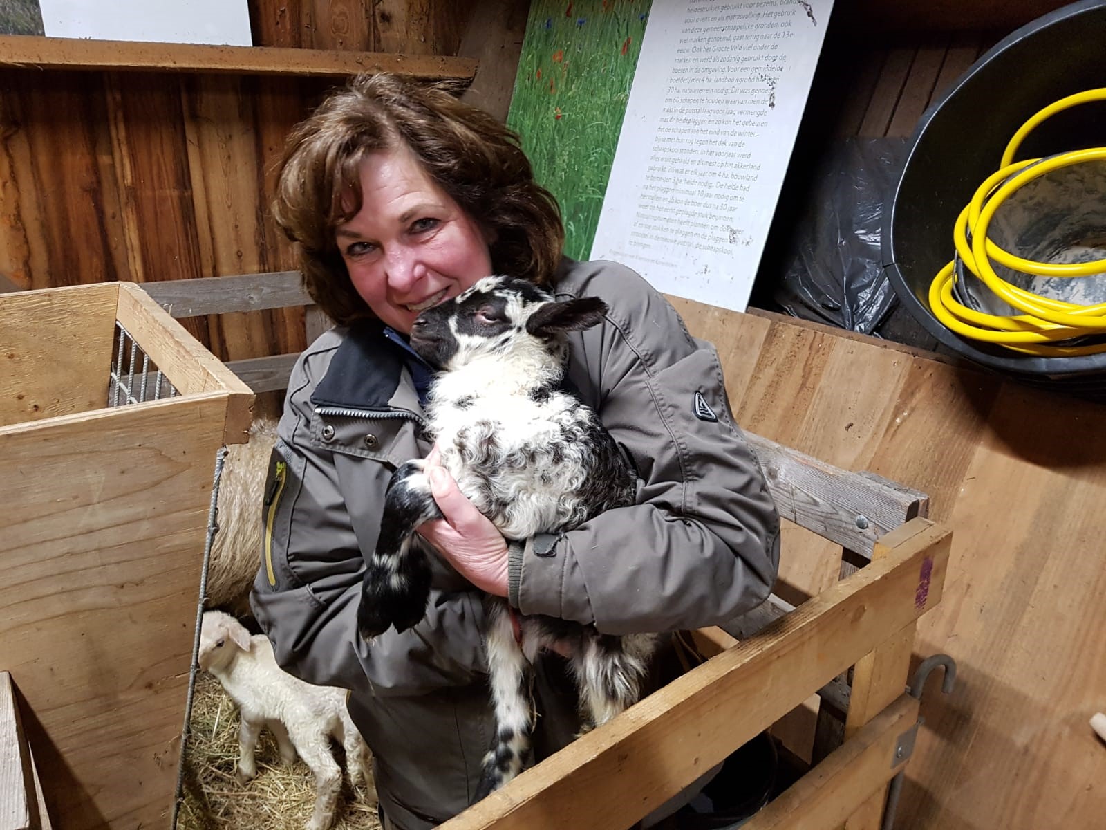 Eerste lammetjes geboren bij Schaapskudde de Belhamel