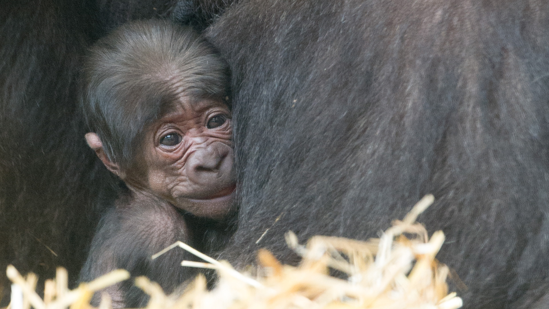 50e gorilla geboren in Apenheul tijdens 50-jarig jubileum