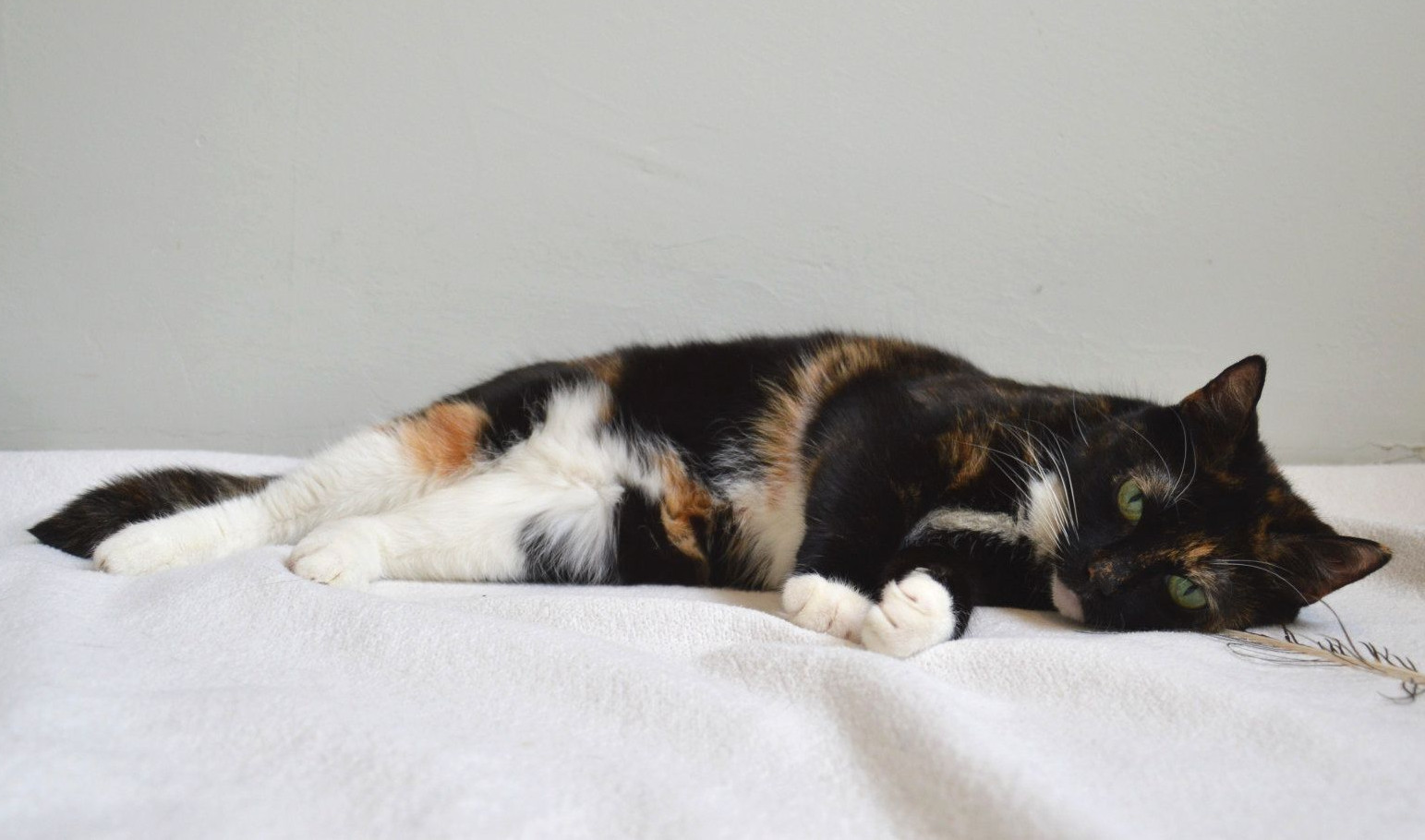 ‘Poes met twee gezichten’