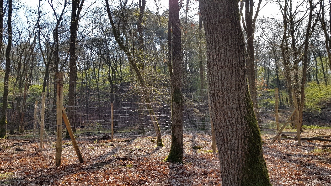 Rasters in Het Nationale Park De Hoge Veluwe