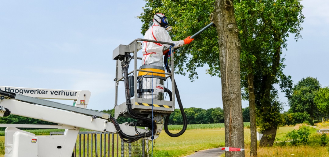 Eikenprocessierups zorgt vanaf deze maand weer voor ongemak