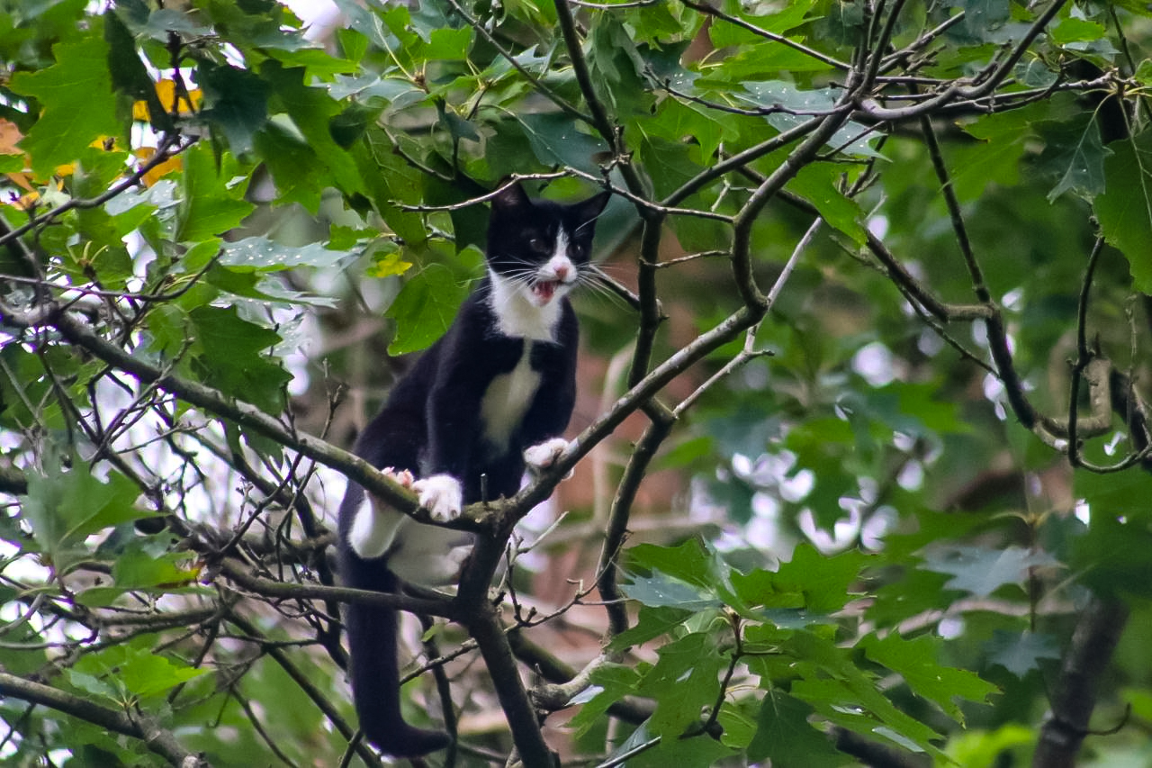 Kat zit uren in de boom in Beekbergen; brandweer schiet te hulp