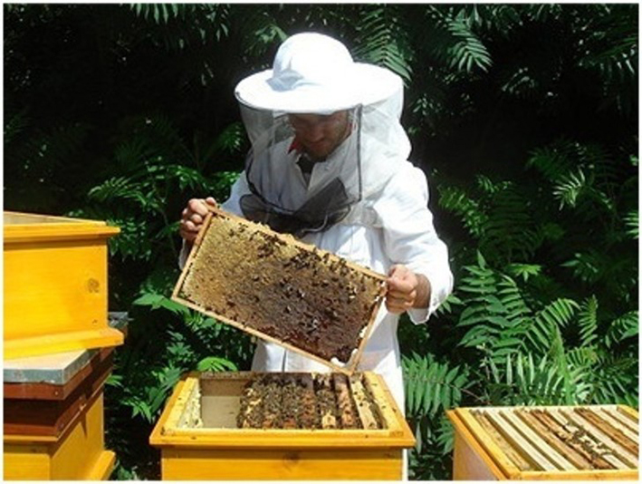 Cursus voor bijenhouders