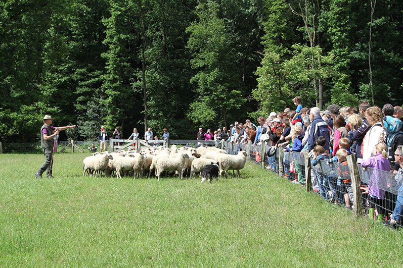 De schapen gaan uit hun warme jasje
