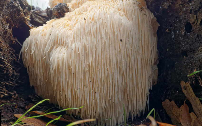 De Lion’s Mane paddenstoel is misschien wel de mooiste ter wereld