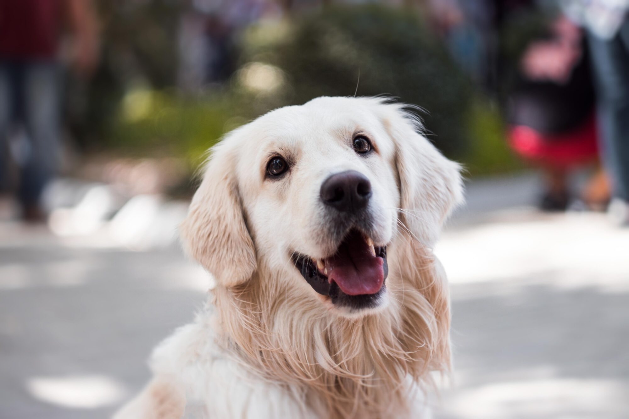 Honden en de hitte: 8 tips om je hond koel te houden