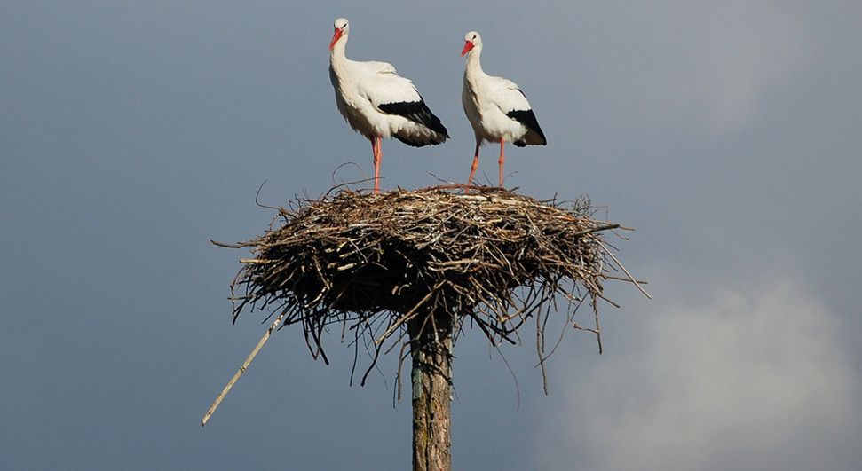 Nest zorgt voor overlast en ergernis bij Twellose cateraar