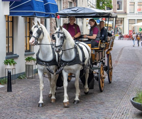 ‘Daar komt de Paardentram aan’