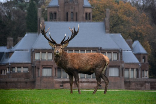 Hubertus, het meest bekende edelhert ooit, tentoongesteld