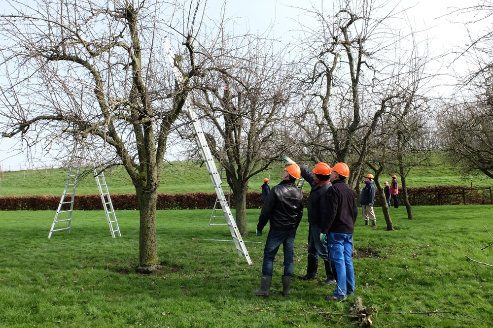Aan de slag met hoogstamboomgaarden