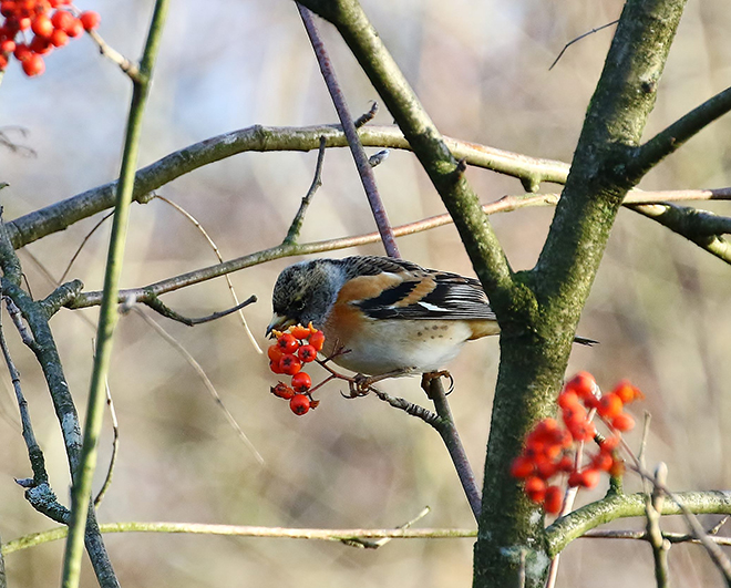 Winterwandeling op heide