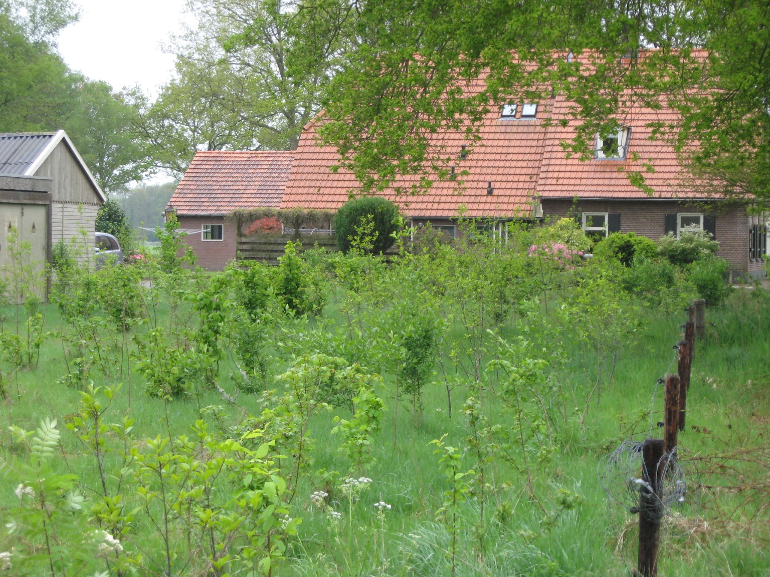 Plant een bosje voor de vogels