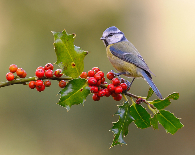 Nog meer van wilde vogels genieten