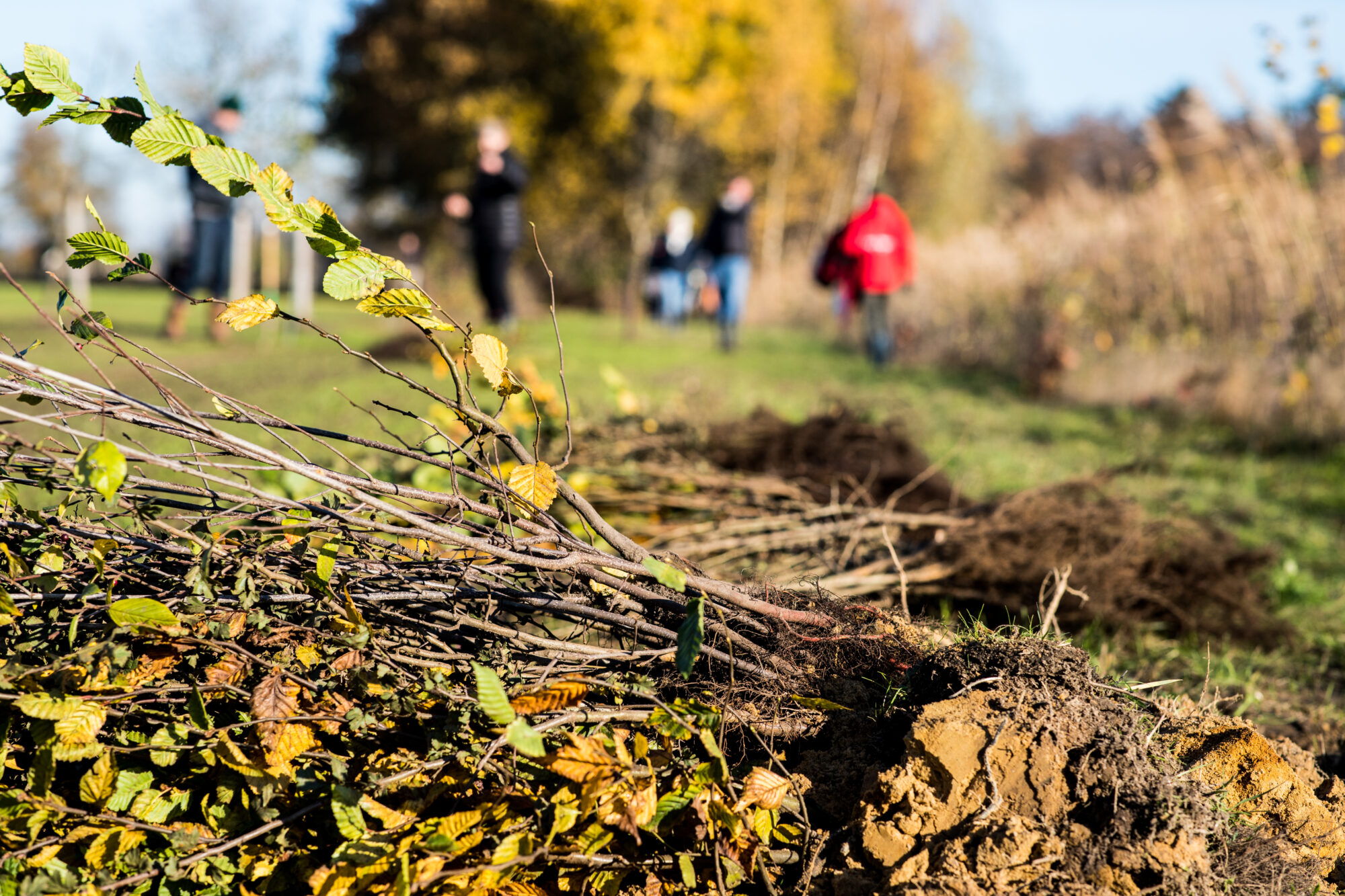 Samen heggen planten en de natuur een boost geven