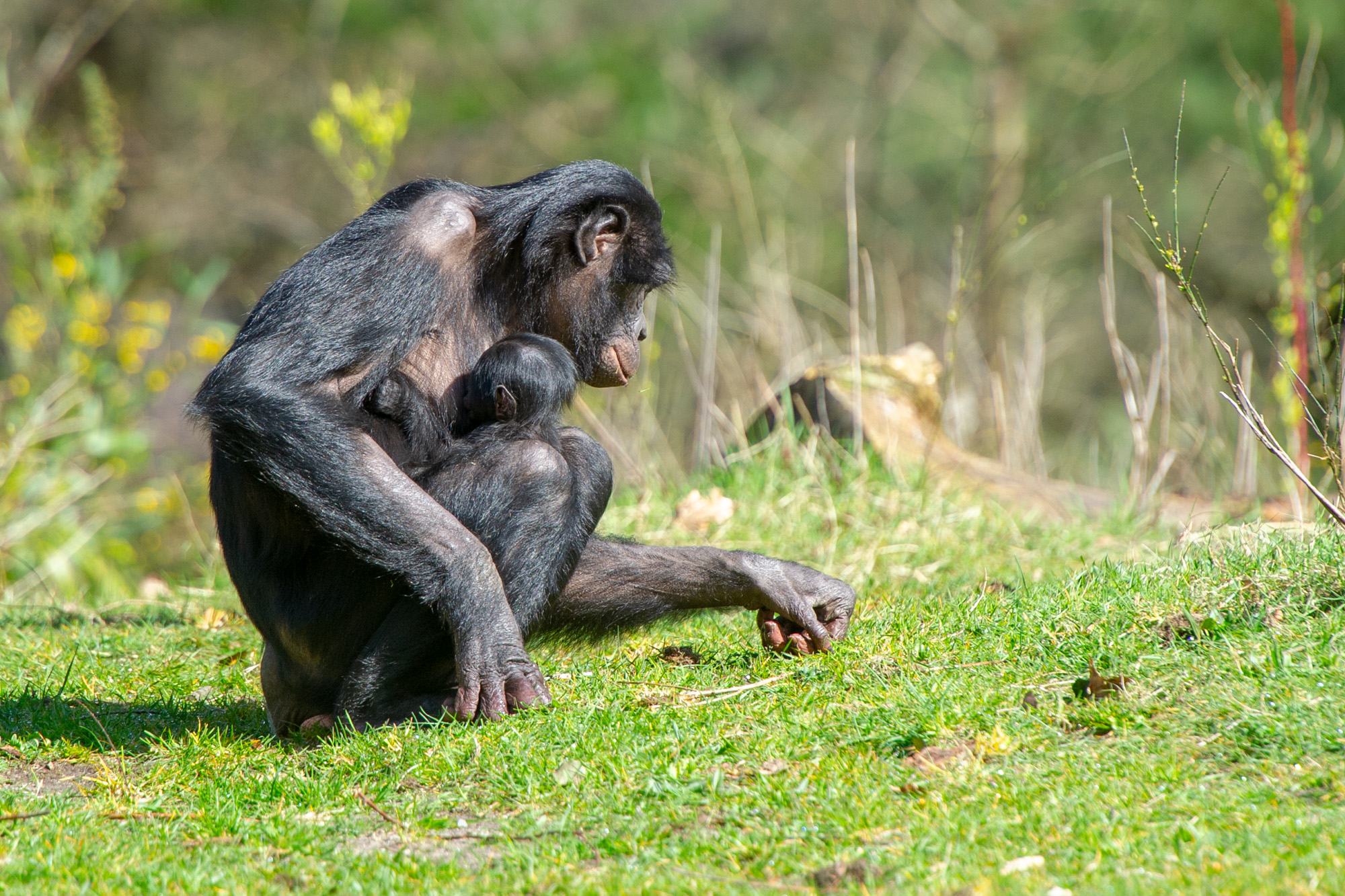Bonobo geboren in Apenheul!