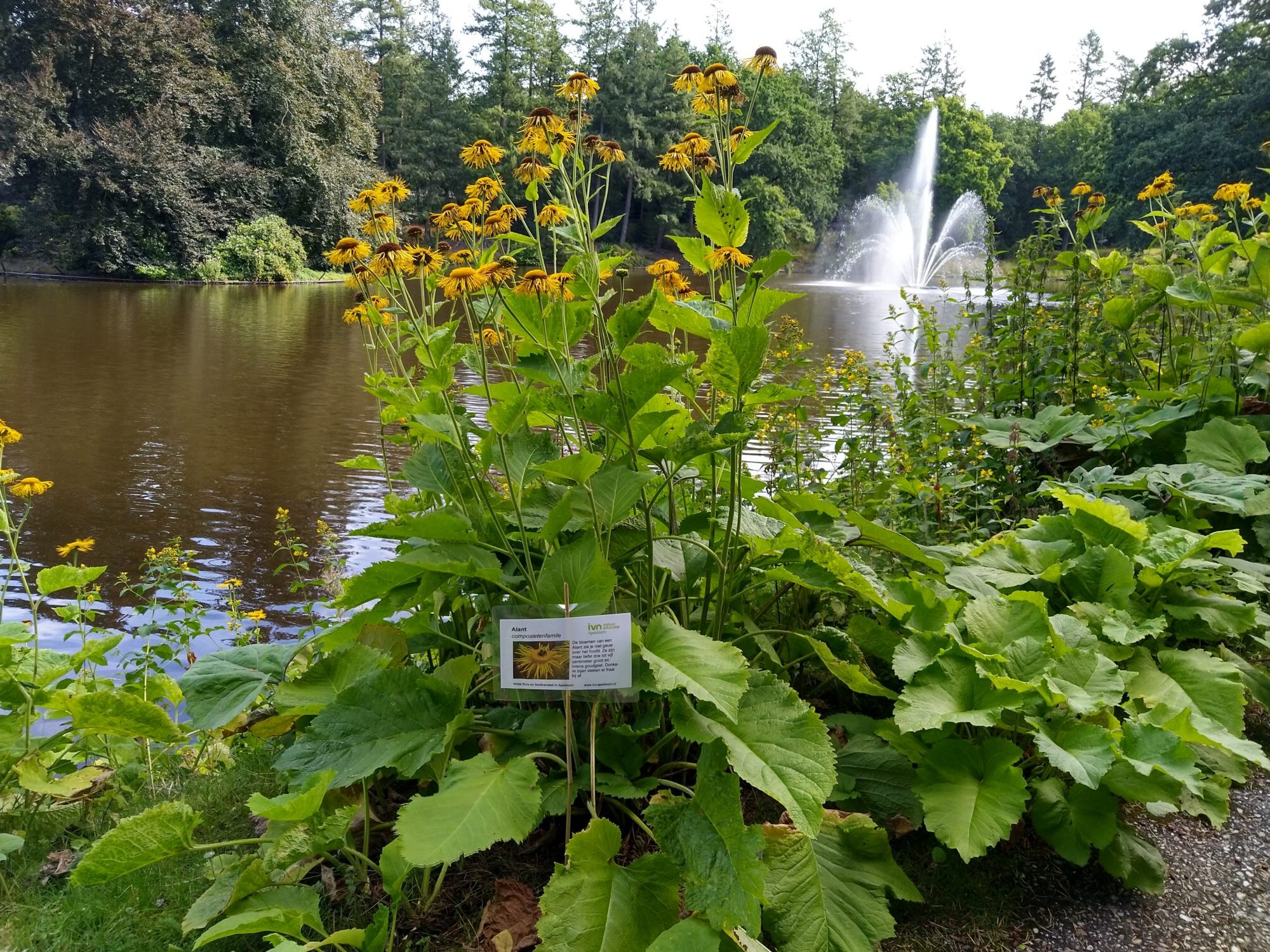 Wilde flora in Berg en Bos
