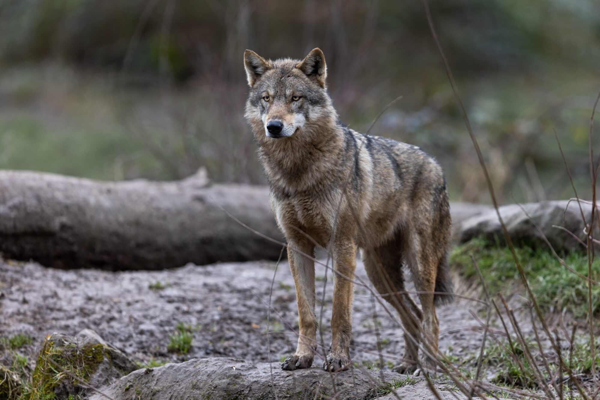 Jagersvereniging: tijd voor proactief wolvenbeheer