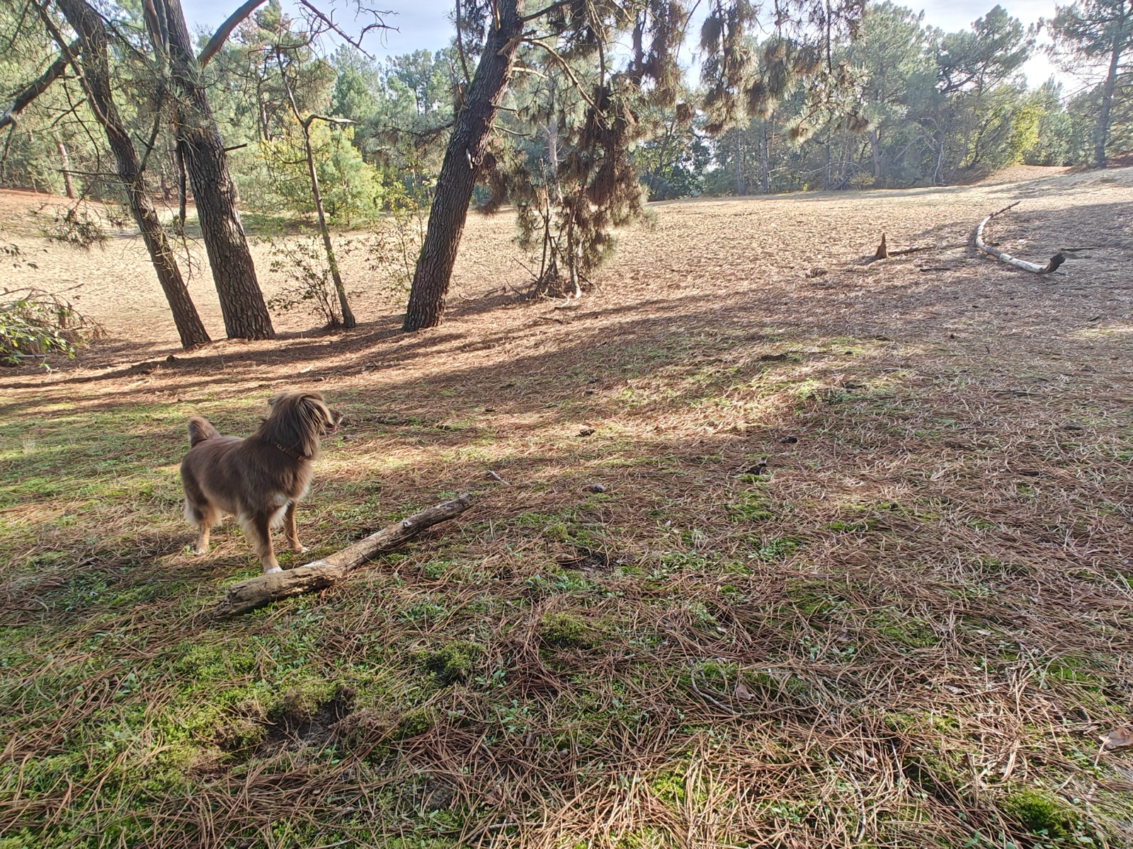 Waar mag je hond los in Apeldoorn?