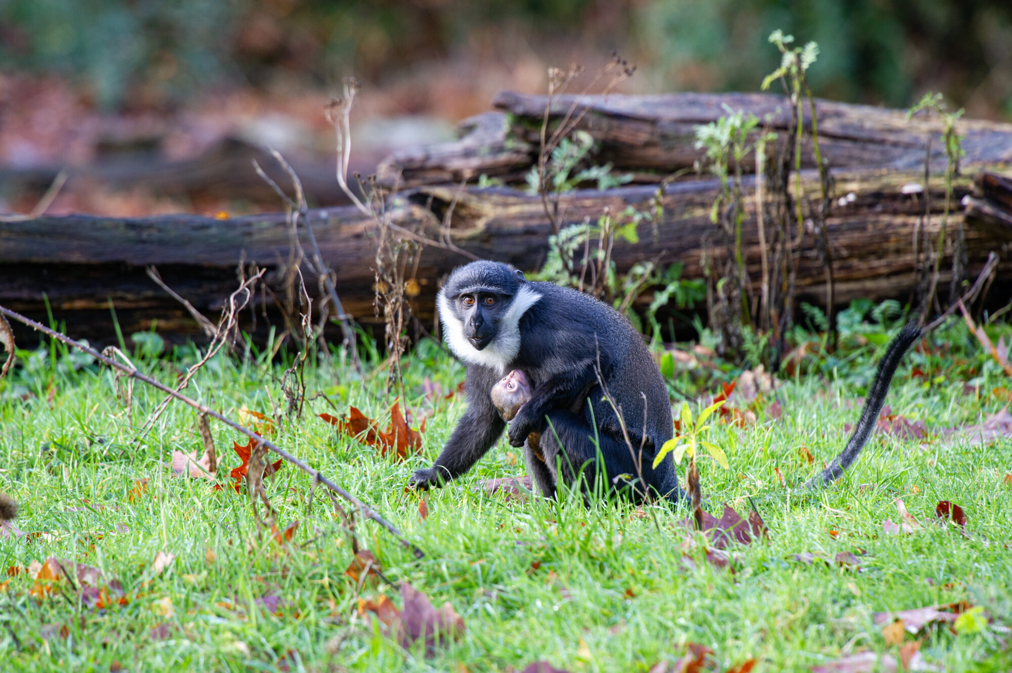 L’Hoest meerkat geboren in Apenheul