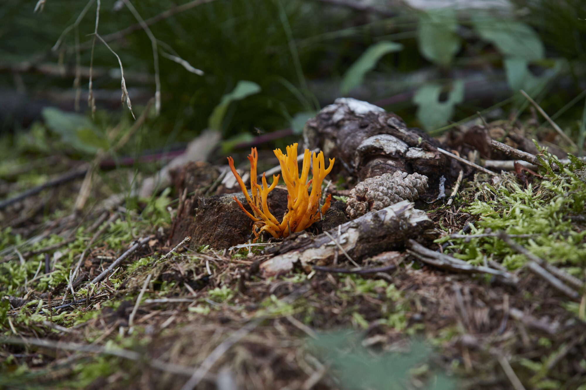 Paddenstoelen zoeken op natuurbegraafplaats Schapenmeer