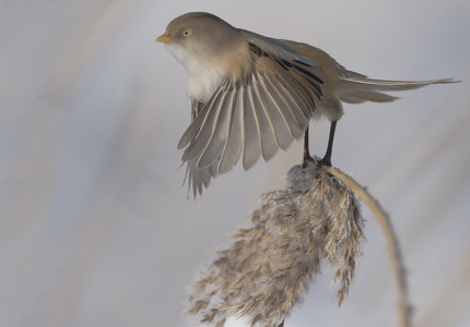 Natuur in vogelvlucht