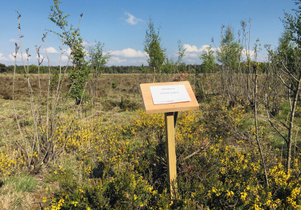 Wilde planten op de Gorsselse Heide