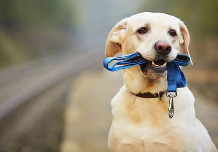 Praatje, belletje, hond