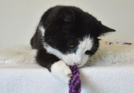 Kittige Kitty wil naar buiten