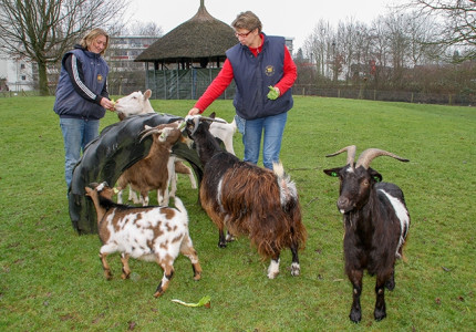 Kinderboerderij vecht voor haar bestaan