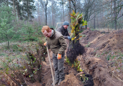 Inboeten van bomen in Het Nationale Park De Hoge Veluwe