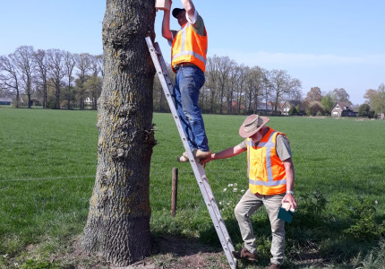 Nestkasjes geplaatst tegen de eikenprocessierups in Klarenbeek
